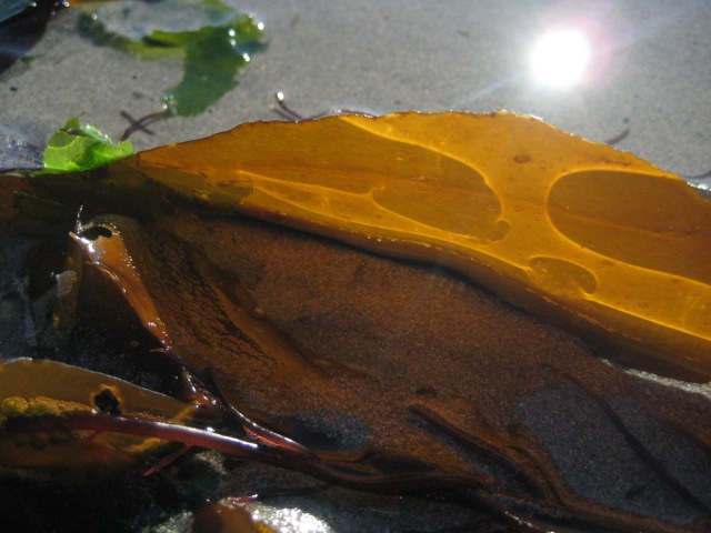 Sunlight on the sand, reflecting through seaweed at Avila Beach, California, imaged a few years ago. The Pacific is now dying... the eastern shores becoming a wasteland of toxic beaches where the abundance of life no longer thrives.